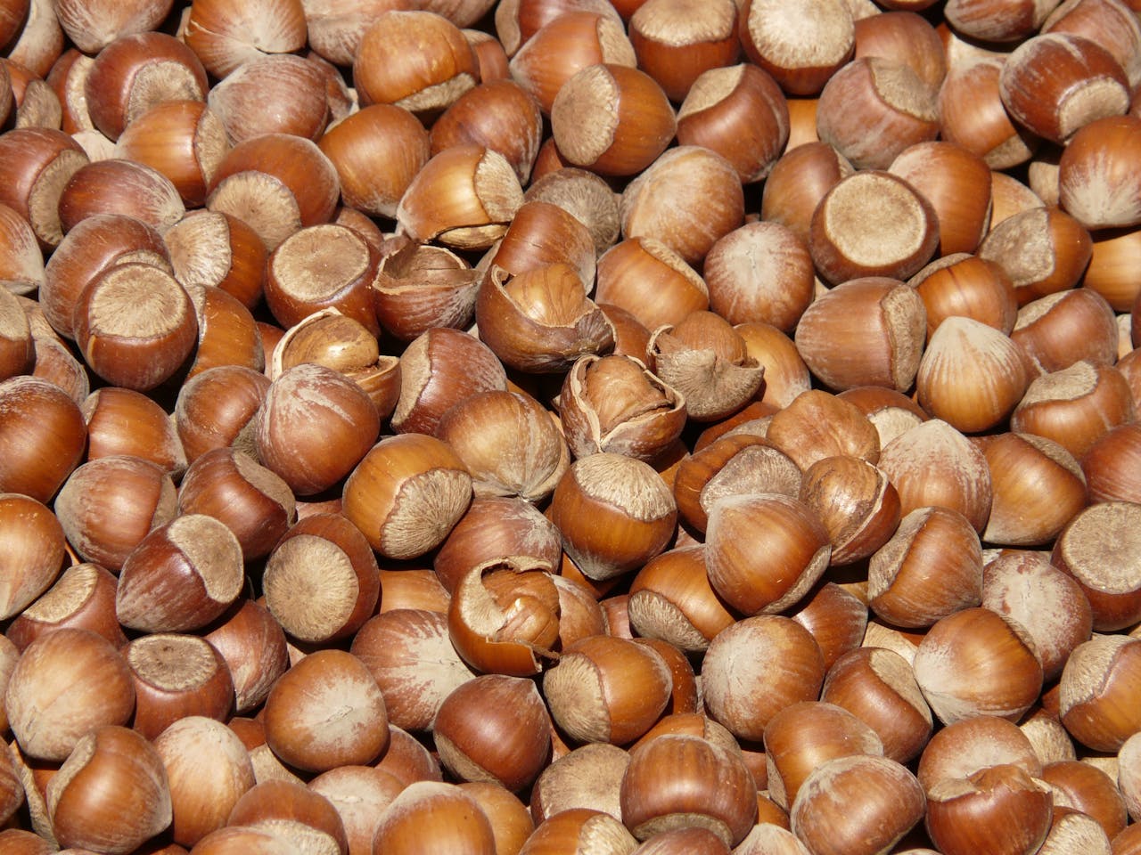 A detailed close-up of fresh, whole hazelnuts in their shells, perfect for food-related content.